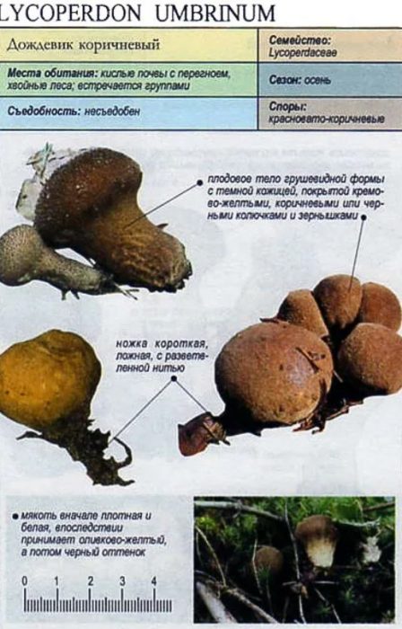 Описание на кафявия дъждобран