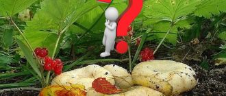 Избор на гъби