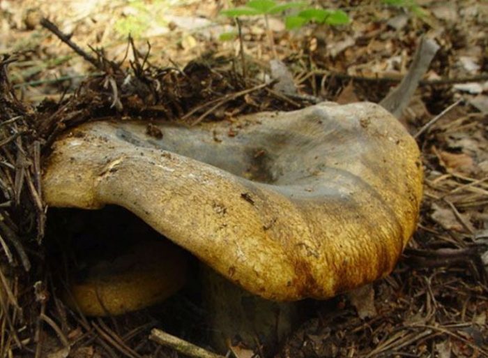 Черна млечна гъба