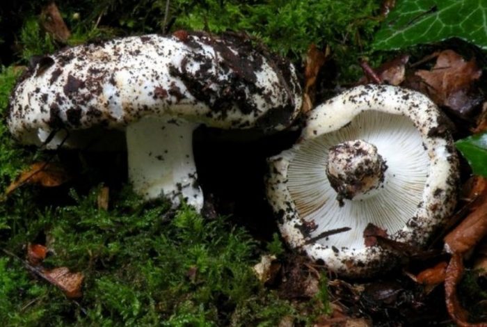 Бяла капачка за мляко