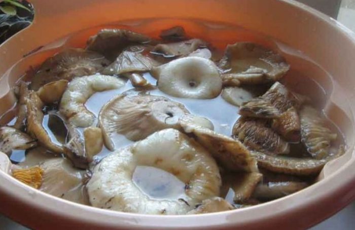 Как да накиснете млечни гъби