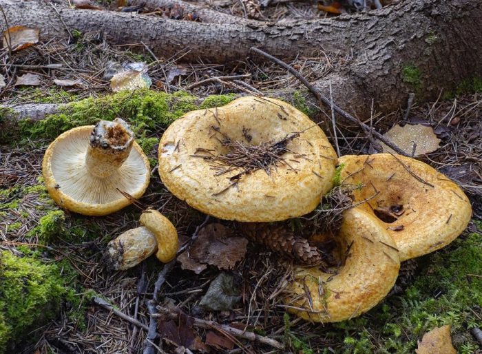 Жълта гъба в гората