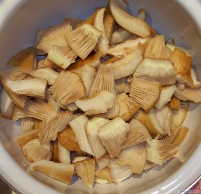 Белени млечни гъби