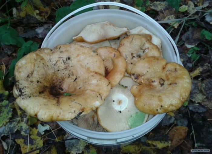 Колекция от млечни гъби