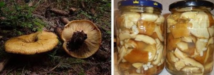 Мариноване на жълти млечни гъби