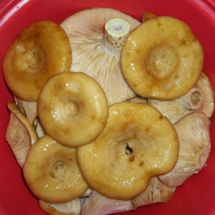 Солени жълти млечни гъби