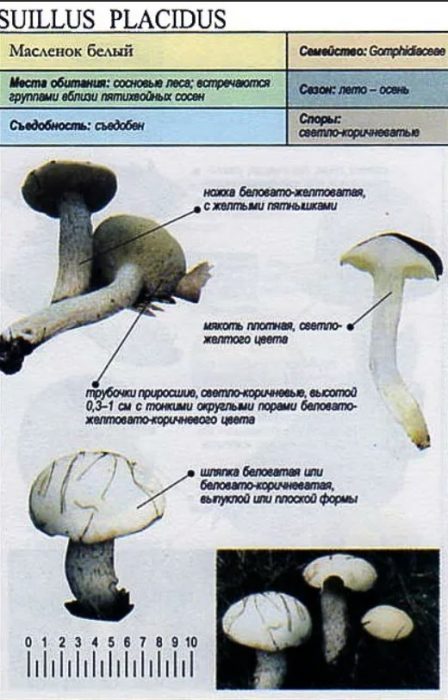 Описание на ястието с бяло масло