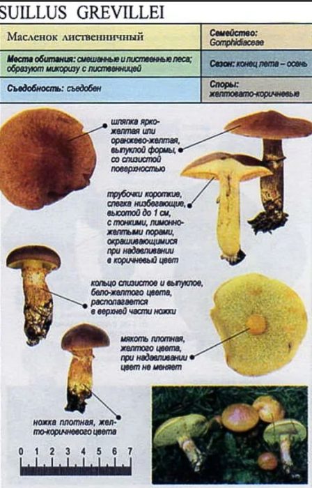 Лиственична маслена гъба