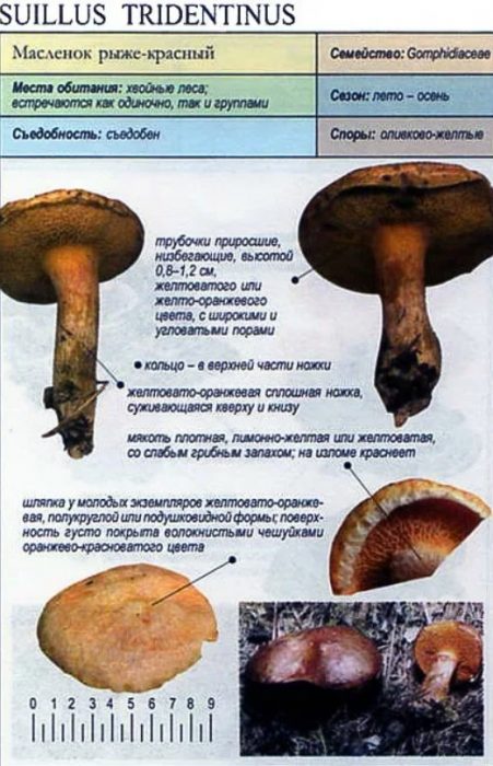 Червено-кафява маслена гъба