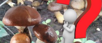 Здравословни ли са маслените гъби?