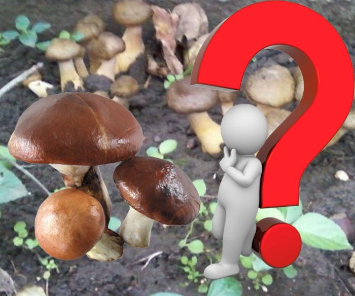 Здравословни ли са маслените гъби?