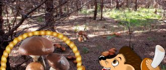 Пеперуди в гората с таралеж