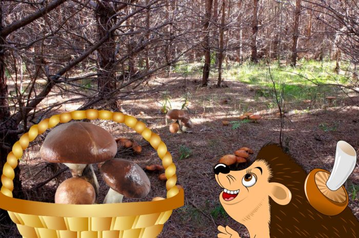 Пеперуди в гората с таралеж