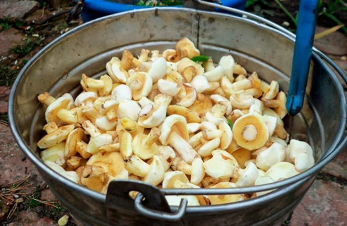 Мариноване на маслени гъби