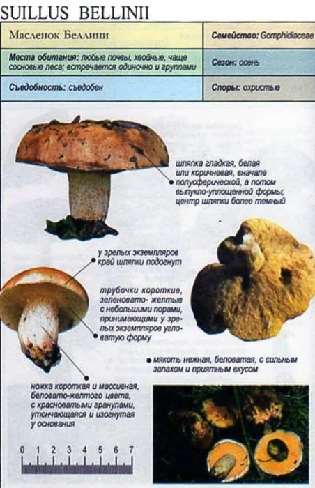 Описание на ястието с масло Белини