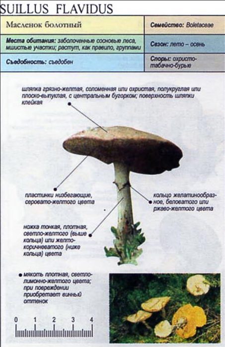 Описание на ястието с жълтеникавото масло