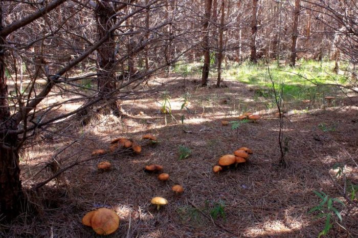 Пеперуди в гората