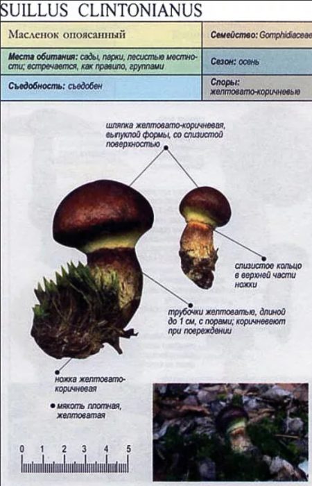 Маслена чиния Клинтън
