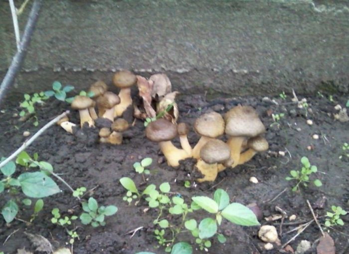 Пеперуди на вилата