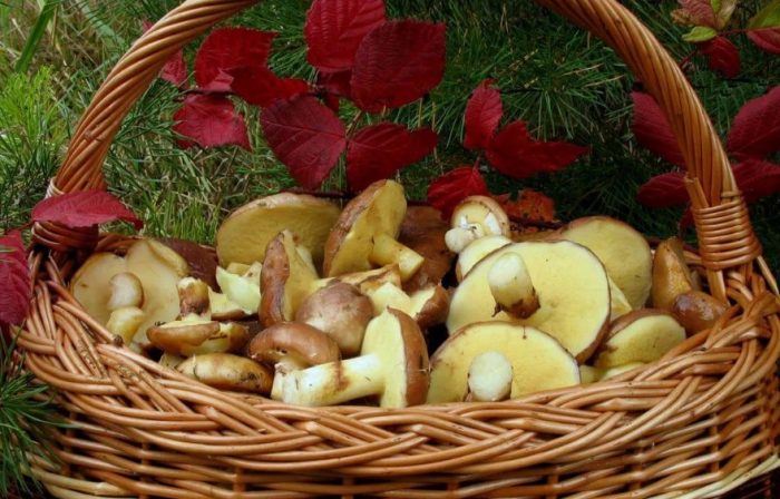 Пеперуди в кошница