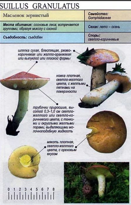 Описание на гранулирани маслени гъби