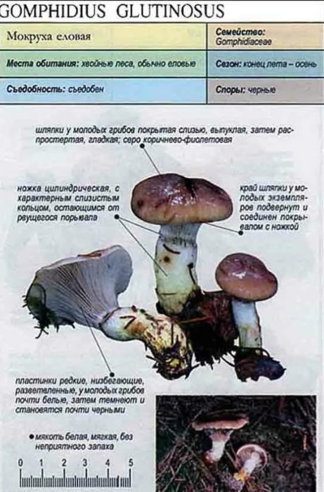 Описание на смърчовите мокрици