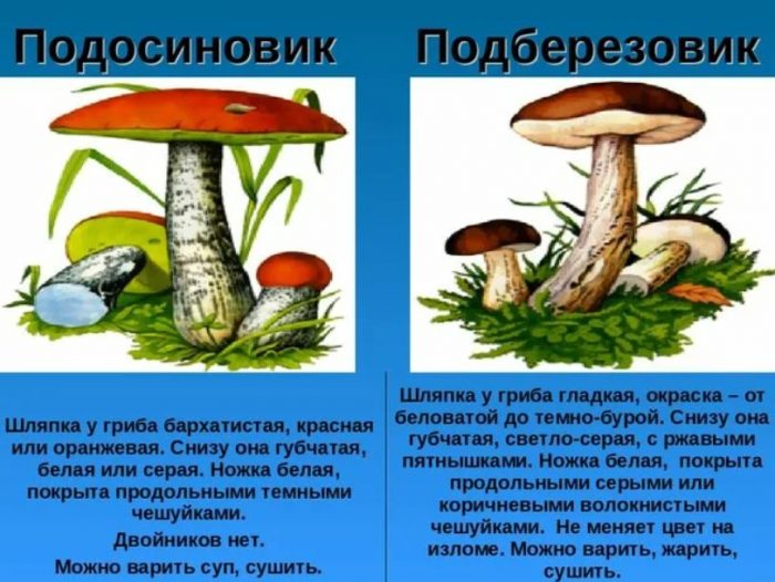 Разликата между трепетликови гъби и брезови манатарки