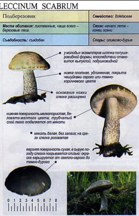 Описание на брезовата манатарка