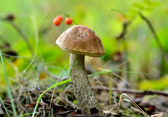 Растеж на брезова манатарка