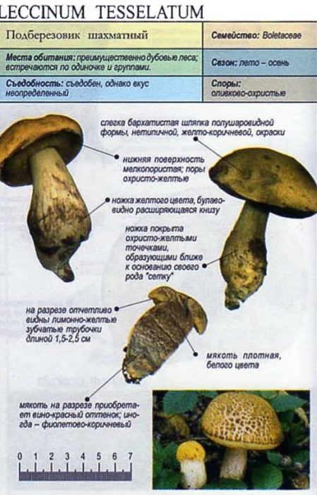 Описание на карираната брезова манатарка