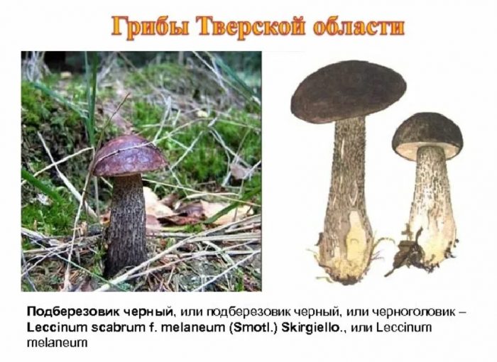 Къде расте черната брезова манатарка?