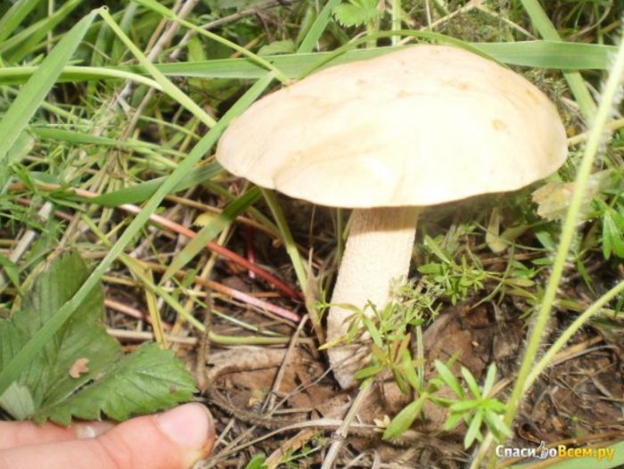 Светъл брезов манатарк