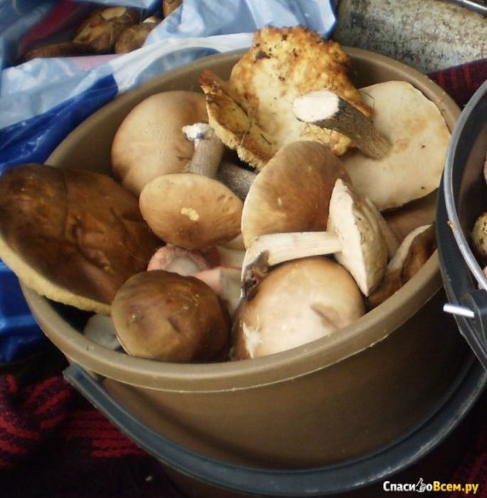 Измити манатарки