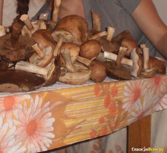 Манатарки на масата