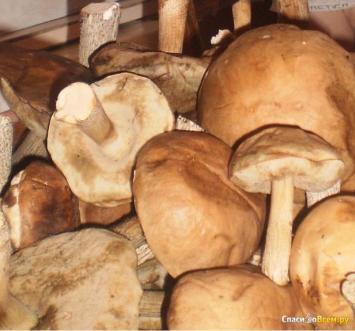 Млади манатарки