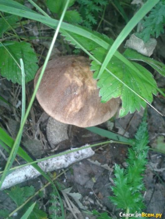 Брезова манатарка