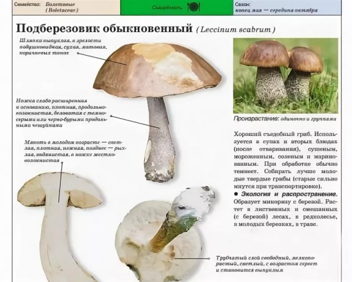 Описание на обикновената брезова манатарка