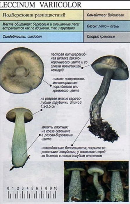 Описание на многоцветната брезова манатарка