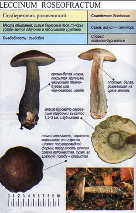Описание на розовата брезова манатарка