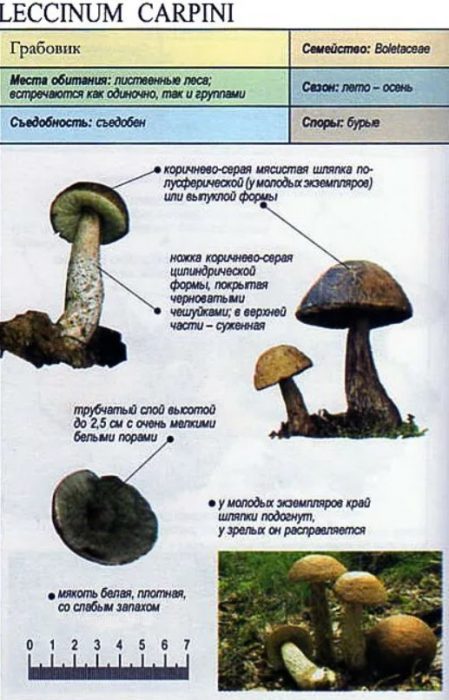 Описание на сивата брезова манатарка