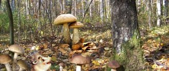 Манатарки в гората