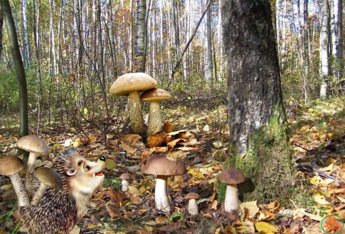 Манатарки в гората