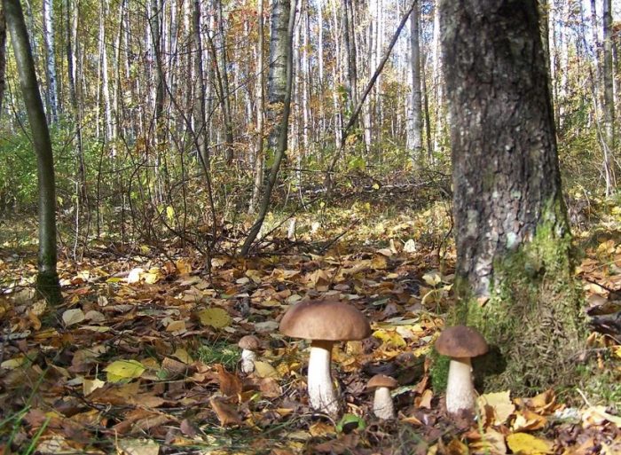 Манатарки в гората