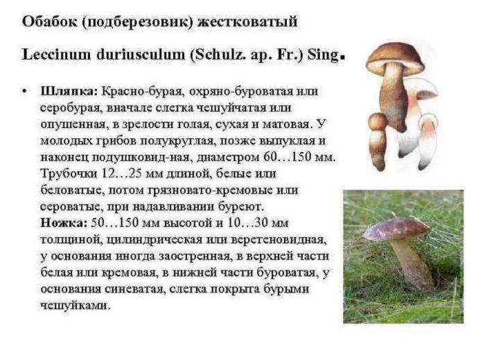 Описание на издръжливата брезова манатарка