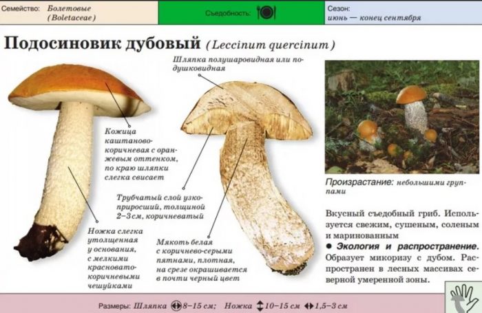 Описание на дъбова манатарка