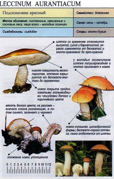 Описание на червената трепетлика гъба