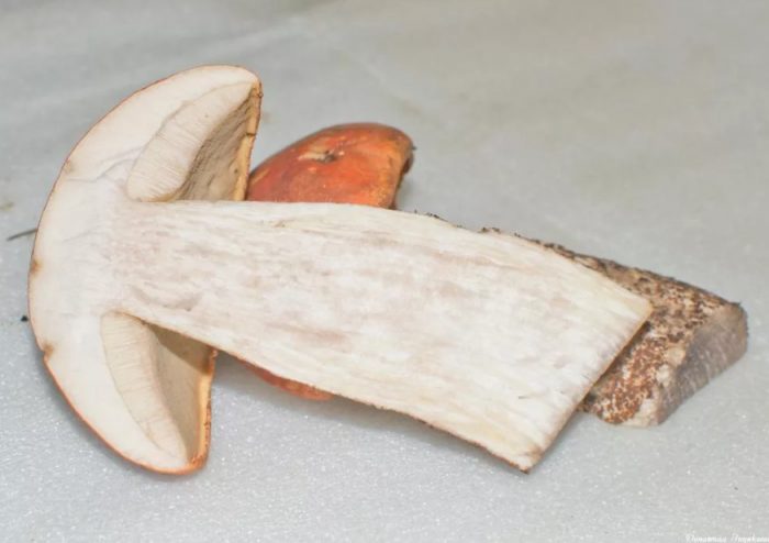 пулпа от трепетлика