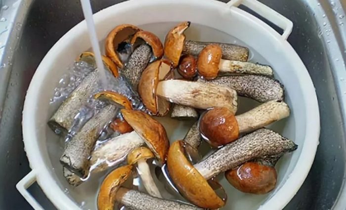 Измиване на трепетликови гъби