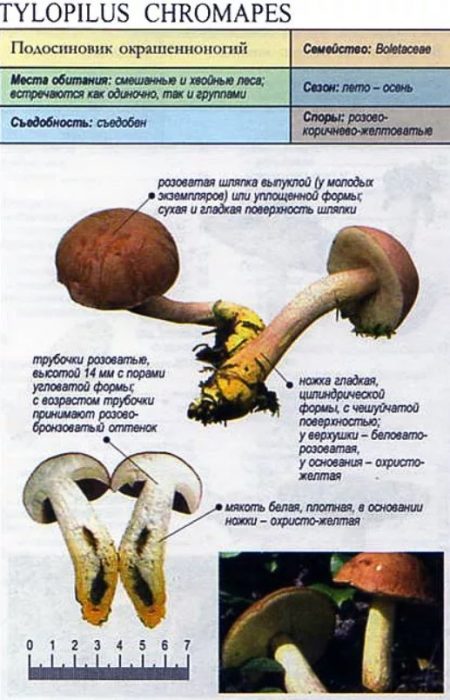 Описание на гъбата Аида трепетлика