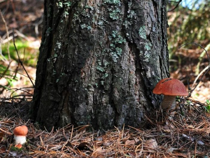 Къде растат трепетликови гъби?